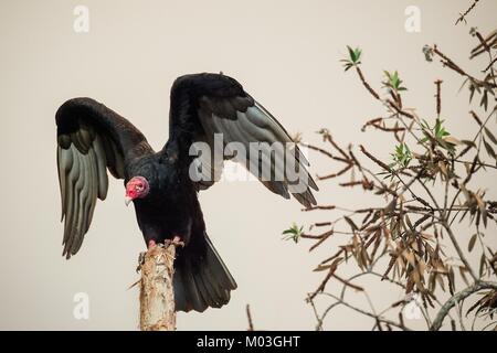 Porträt einer Truthahngeier (Cathartes Aura) im frühen Morgenlicht. Stockfoto