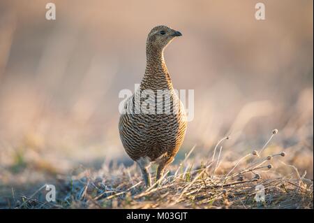 Sunrise Zurück-light Portrait von weiblichen Birkhuhn (Tetrao tetrix). Frühe morningin den Wald. Russland Stockfoto