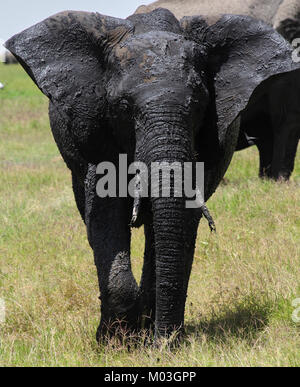 Junge afrikanische Elefant in schwarzen Schlamm bedeckt. Amboseli. Kenia Stockfoto