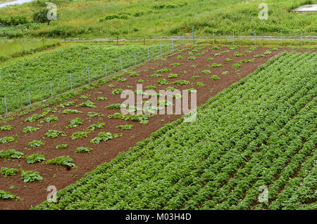 Anbau von Gemüse im Haus, Garten, Felder mit Sprossen von landwirtschaftlichen Kulturpflanzen. Stockfoto