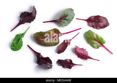 Blätter von baby Mangold oder Mangold (Beta vulgaris Subsp Cicla-Group). Beschneidungspfade, Schatten getrennt, Ansicht von oben Stockfoto