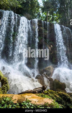 Iguana im Wald neben einem Wasserfall. Kubanische rock Iguana (Cyclura nubila), ebenso wie die kubanischen Boden iguana bekannt. Stockfoto