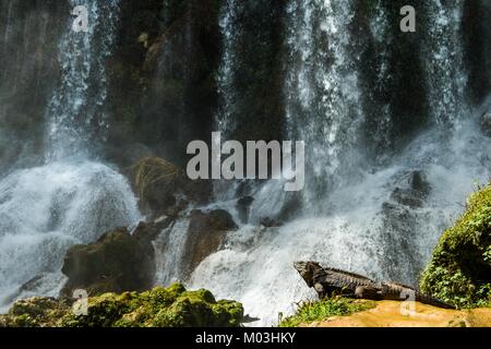 Iguana im Wald neben einem Wasserfall. Kubanische rock Iguana (Cyclura nubila), ebenso wie die kubanischen Boden iguana bekannt. Stockfoto