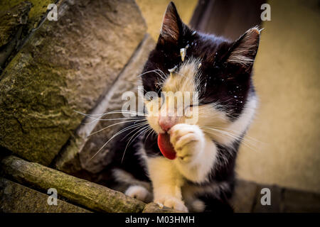 Süße kleine Katze reinigt seine Pfote. Schwarz-weiß gefleckte Katze leckt seine Pfote in Garten. Stockfoto