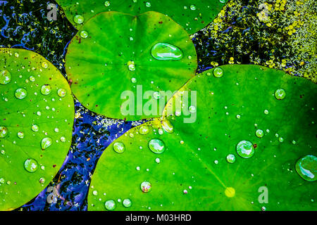 Seerosen Blätter mit Wassertropfen, Nahaufnahme. Grüne wachsartige Blätter auf dem Wasser schwimmend, nach dem Regen. Stockfoto