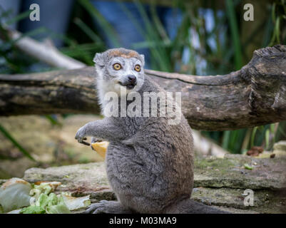 Lemur Lemur, was? Stockfoto