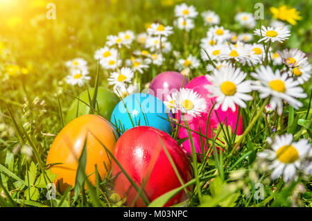 Schöne Aussicht auf die bunten Ostereier auf der Wiese zwischen Gänseblümchen und Löwenzahn in der Sonne liegen Stockfoto