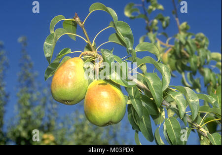 Bartlett Birnen gewinnen ein Obstgarten, in der Nähe von Fredericksburg, Wasington Zustand. Stockfoto