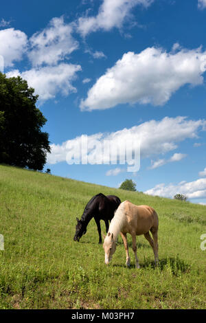 Pferde grasen Gras auf einem steilen Hügel Weide im Sommer sonnenbeschienenen Landschaft, ein Palomino und eine schwarze, kopieren. Stockfoto