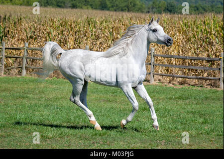 Pferd läuft im Sommer Feld in Seitenansicht, einen sehr schönen weißen arabischen Hengst. Stockfoto