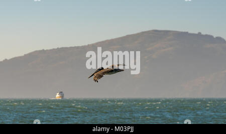 Brown pelican Fliegen über den Pazifischen Ozean in der Bucht von San Francisco, Kalifornien, USA, mit einem Schiff im Hintergrund Stockfoto