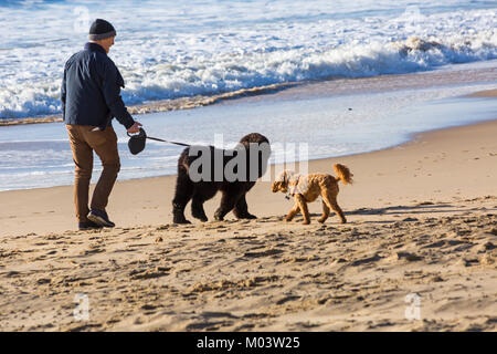 Bournemouth, Dorset, Großbritannien. 18 Jan, 2018. UK Wetter: Nach einer sehr windigen Nacht ein schöner sonniger Tag am Strand von Bournemouth. Mann New Foundland Welpen entlang der Küste Credit: Carolyn Jenkins/Alamy leben Nachrichten Stockfoto