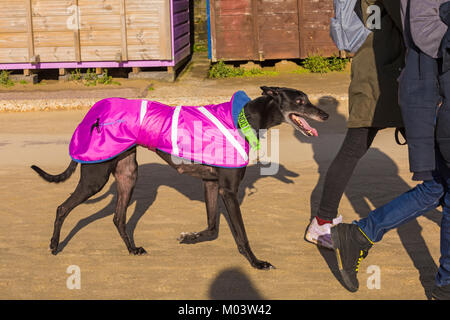 Bournemouth, Dorset, Großbritannien. 18 Jan, 2018. UK Wetter: ein schöner sonniger Tag am Strand von Bournemouth. Gassi! Paar nehmen eine Ex-racing Greyhound für einen Spaziergang entlang der Promenade - die Ex racing Greyhound mit freundlichen am Kragen ist wahrscheinlich von Poole Stadion zurückgezogen zu werden und sich für den Ruhestand. Credit: Carolyn Jenkins/Alamy leben Nachrichten Stockfoto