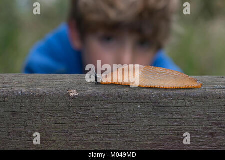 Europäische schwarze Slug (Arion ater) Stockfoto