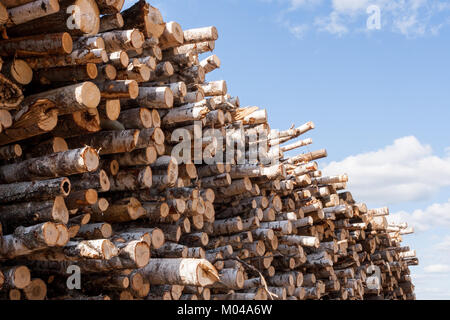 Close-up großen Haufen von Birke Rundholz auf blauen Himmel Hintergrund. Stockfoto