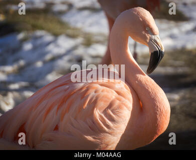 Chilenische Flamingos Zoo von Calgary Stockfoto