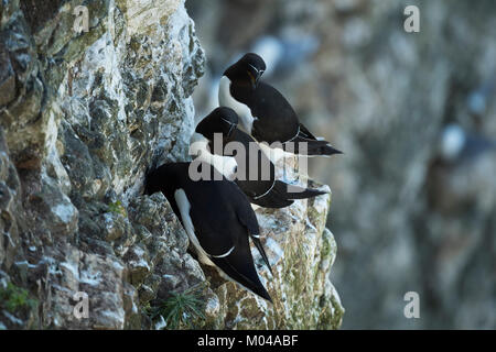 Close-up von 3 Erwachsenen tordalken sitzen auf flachen, schmalen Sims in einer felsigen, Kreidefelsen - Bempton Cliffs RSPB Reservat, East Yorkshire, England. Stockfoto