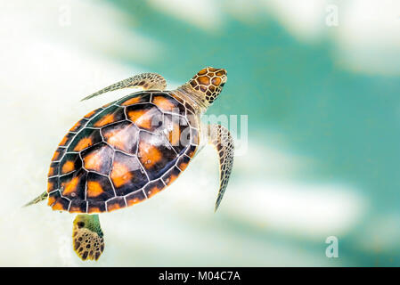 Nahaufnahme von niedlichen Baby-Schildkröte im türkisfarbenen Wasser Stockfoto