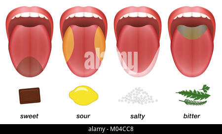 Geschmack Bereiche der menschlichen Zunge - süß, sauer, salzig und bitter von Schokolade, Zitrone, Salz und Kräutern vertreten. Stockfoto