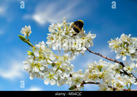 Frühjahr blühenden Kirschbaum Zweig mit Hummel auf weiße Blumen - schöne Frühling Hintergrund mit Platz für Text Stockfoto