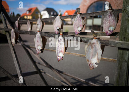 Plattfische, zum Trocknen an Seilen hängen, Meeresfrüchte, Libellee, Dänemark, Stockfoto