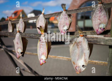 Plattfische, zum Trocknen an Seilen hängen, Meeresfrüchte, Libellee, Dänemark, Stockfoto