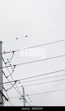 Bild vertikal von Vögeln auf Telefonleitungen mit der Pole Stockfoto