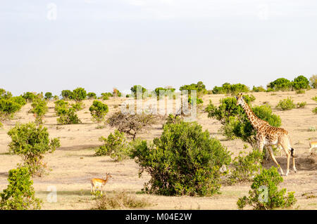Isolierte Giraffe in der Nähe von Acacia im Park von Mara Kenia Stockfoto