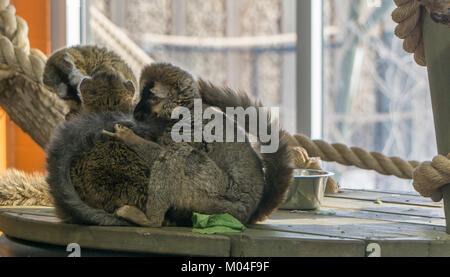 Red-fronted lemurs Calgary Zoo AB Stockfoto