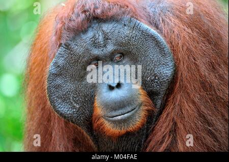 Das Männchen des Bornesischen Orang-utan (Pongo pygmaeus). Stockfoto
