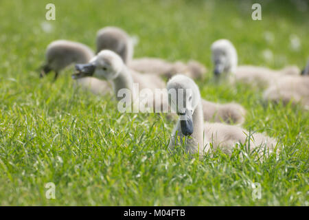 Cygnets der Höckerschwan (Cygnus olor) Ernährung auf Gras Stockfoto