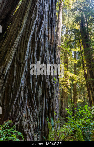 Suchen in einen großen Redwood Tree. Redwood National Park, Kalifornien, USA.