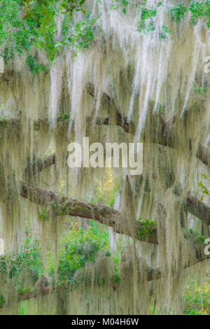 Spanische Moos & Auferstehung Farne wachsen auf Live Oak (Quercus virginiana), South Carolina, USA, von Bill Lea/Dembinsky Foto Assoc Stockfoto