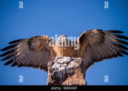 Red-tailed Hawk (Buteo Jamaicensis) Red-tailed Hawk auf einem Felsen, Captive, Boulder, Colorado gehockt Stockfoto