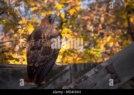 Red-tailed Hawk (Buteo Jamaicensis) Red-tailed Hawk auf einem Zaun, Captive, Boulder, Colorado gehockt Stockfoto