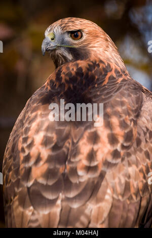 Red-tailed Hawk (Buteo Jamaicensis) Red-tailed Hawk an einer Extremität, Captive, Boulder, Colorado gehockt Stockfoto