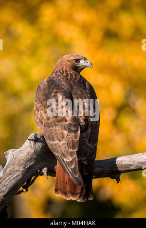 Red-tailed Hawk (Buteo Jamaicensis) Red-tailed Hawk an einer Extremität, Captive, Boulder, Colorado gehockt Stockfoto