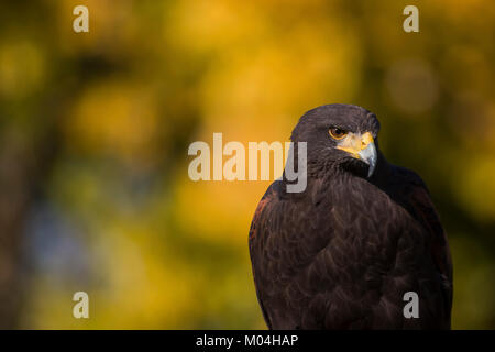 Harris Hawk (Parabuteo unicinctus) weiblich Portrait, 9 Jahre alt, in Gefangenschaft Boulder, Colorado Stockfoto