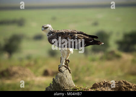 Unreife Martial Eagle (Polemaetus bellicosus) auf einem Baumstumpf sitzend, Masai Mara National Reserve, Kenia Stockfoto