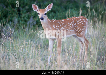 Weißwedelhirsche fawn (Odocoileus virginianus) in Prairie Grasland Stockfoto