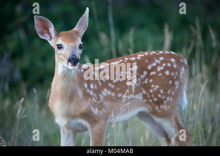 Beige weiß - angebundene Rotwild (Odocoileus Virginianus) Stockfoto