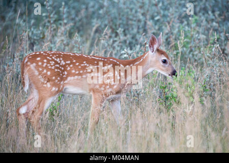 Weißwedelhirsche fawn (Odocoileus virginianus) in Prairie Grasland Stockfoto