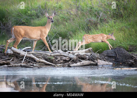 Weißschwanzhirsche Rehe und Rehkitz (Odocoileus virginianus) überqueren einen Bach, indem sie auf dem Biberdamm in der Natur spazieren Stockfoto