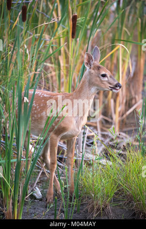 Weißwedelhirsch (Odocoileus virginianus) in Zackenpfeifen in einem Präriefasergebiet Stockfoto