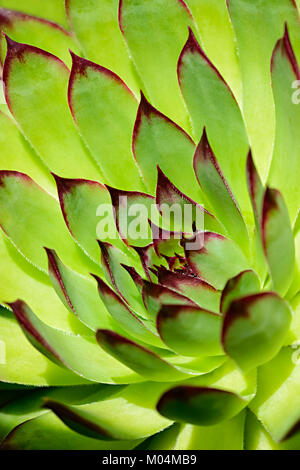 Nahaufnahme von einem grünen Zier Rosette - die saftigen Fett Pflanze, Sempervivum tectorum, auch "Henne und Küken", houseleeks oder liveforever Stockfoto