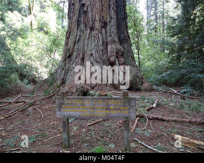 Der Vater des Waldes ist ein riesiger Mammutbaum in Kalifornien. Bekannt für seine immense Größe, ist er einer der vielen ikonischen Bäume im Redwood National Park, berühmt für die hohen Mammutbäume. Stockfoto