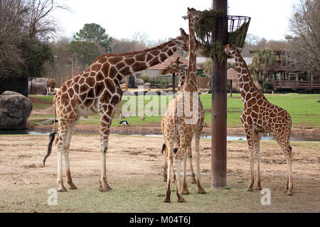 Drei Giraffen Essen hoch Stockfoto