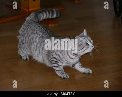 Britisch Kurzhaar schwarz-silber tabby getigert (Original) Stockfoto