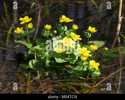 Caltha palustris, allgemein bekannt als Sumpfmarigold, ist eine Feuchtpflanzenart in Moshchun, die für ihre hellgelben Blüten und ihre Vorliebe für feuchte Umgebungen bekannt ist. Stockfoto