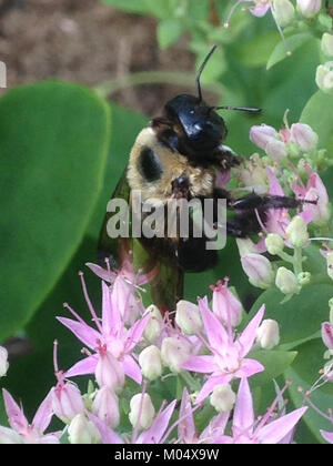 Eine Nahaufnahme einer Hummel auf leuchtend rosa Blüten, die die natürliche Schönheit der Bestäubung in Aktion einfängt. Das Bild zeigt die Interaktion zwischen dem Insekten und den Blüten und trägt so zu ökologischen Prozessen bei. Stockfoto
